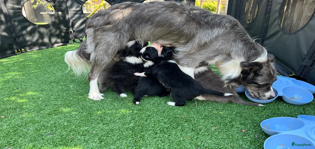 Galerij afbeelding {{count}}