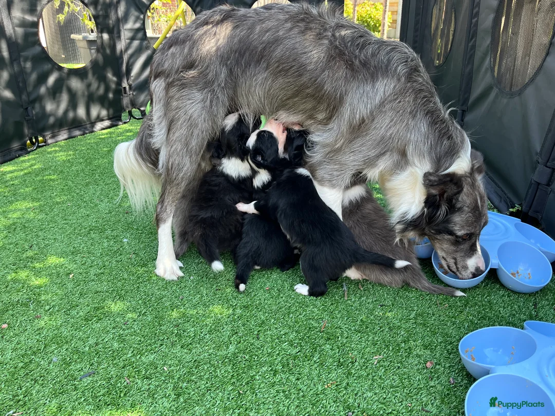 Galerij afbeelding {{count}}