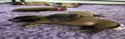 Tervuerense Herder honden te koop: Belgische Tervuerense herder puppy's te koop  - Advertentie 1