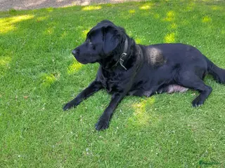 Labrador Retriever honden Leuke lieve Labrador Pups - Advertentie 6