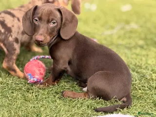 Teckel (korthaar) honden Dwergteckel pups nog 1 reutje - Advertentie 3