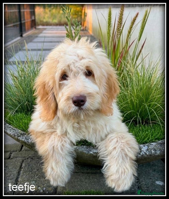 Labradoodle honden Labradoodle f4 pups. Mogen het nest verlaten. - Advertentie 1