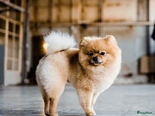 Pomeriaan honden Knappe pomeriaan reu in Groningen - Advertentie 2