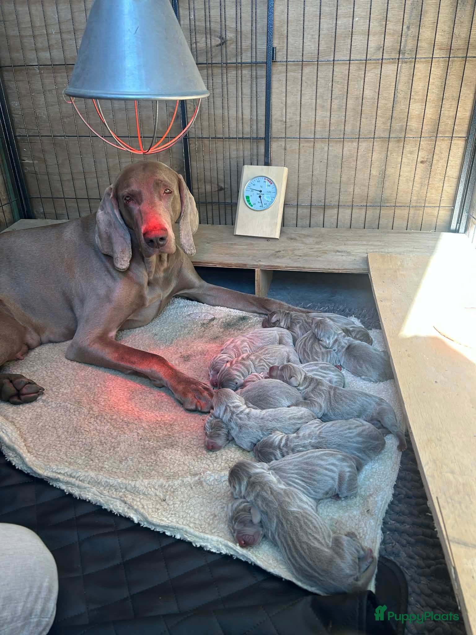 Weimarse Staande Hond korthaar honden Nestje van Viza - Advertentie 2