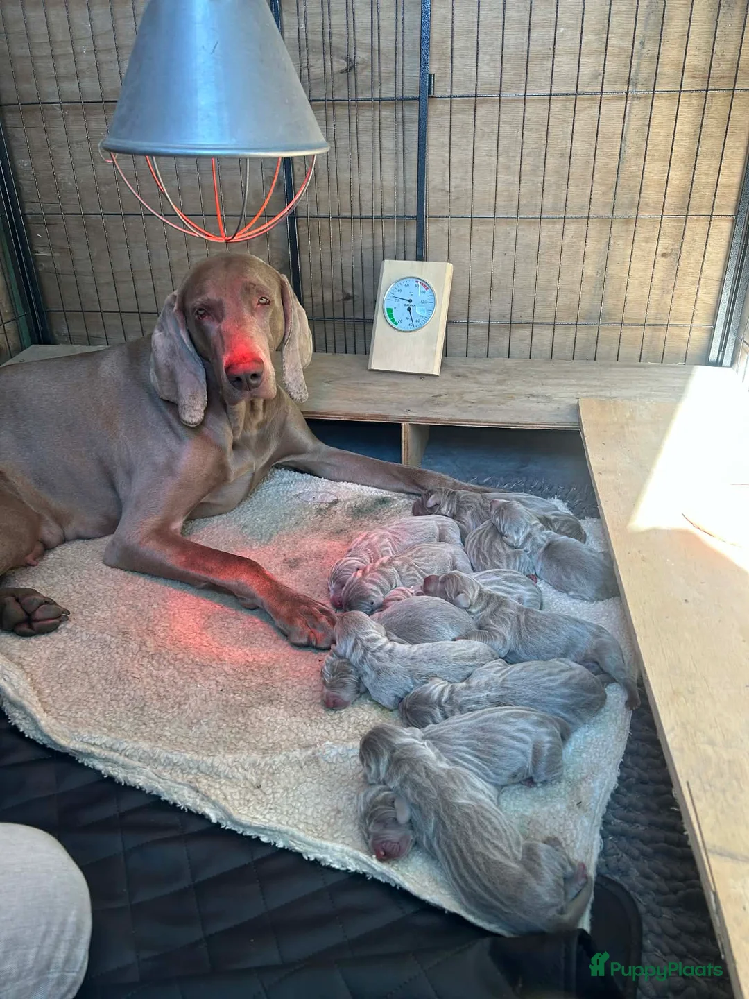 Weimarse Staande Hond korthaar honden te koop: Nestje van Viza in Sluis - Advertentie 2