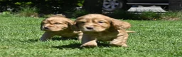 Engelse Cocker Spaniel honden te koop: Speelse Engelse Cocker Spaniel pups - Advertentie 8