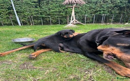 Rottweiler honden te koop: Rottweiler pups - Afbeelding 3
