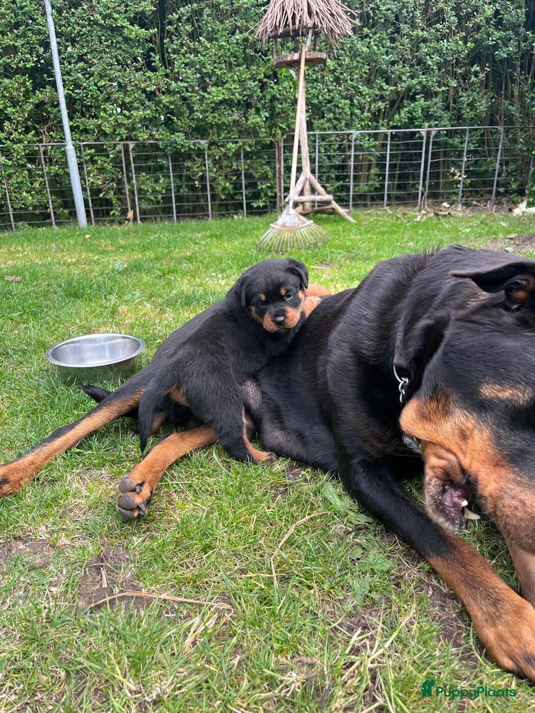 Rottweiler honden te koop: Rottweiler pups - Afbeelding 3