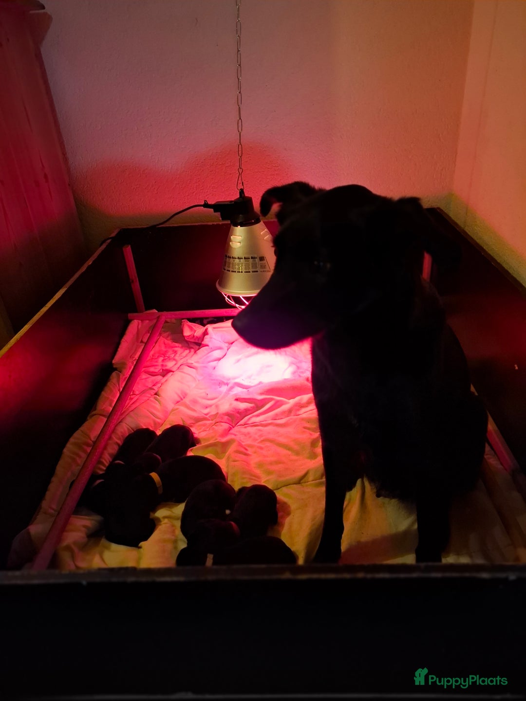 Kruising honden te koop: Boulab pups (Labrador/Berner Senner)  - Advertentie 3