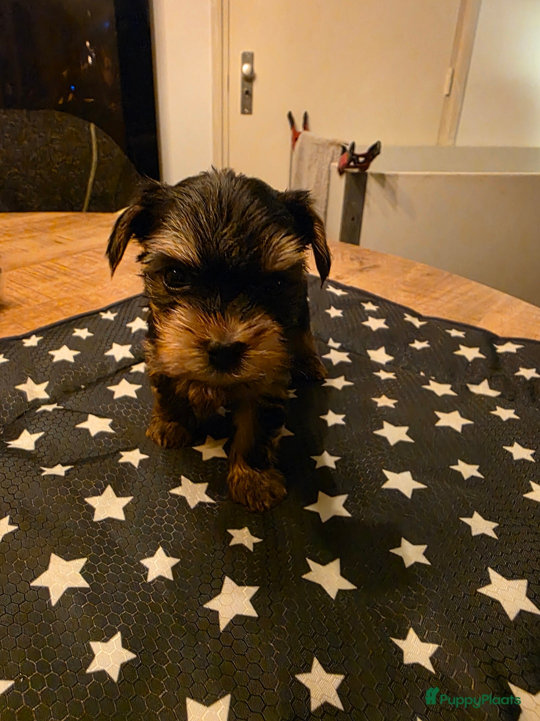 Yorkshire Terriër honden te koop: Yorkshire terrier pups  - Advertentie 2