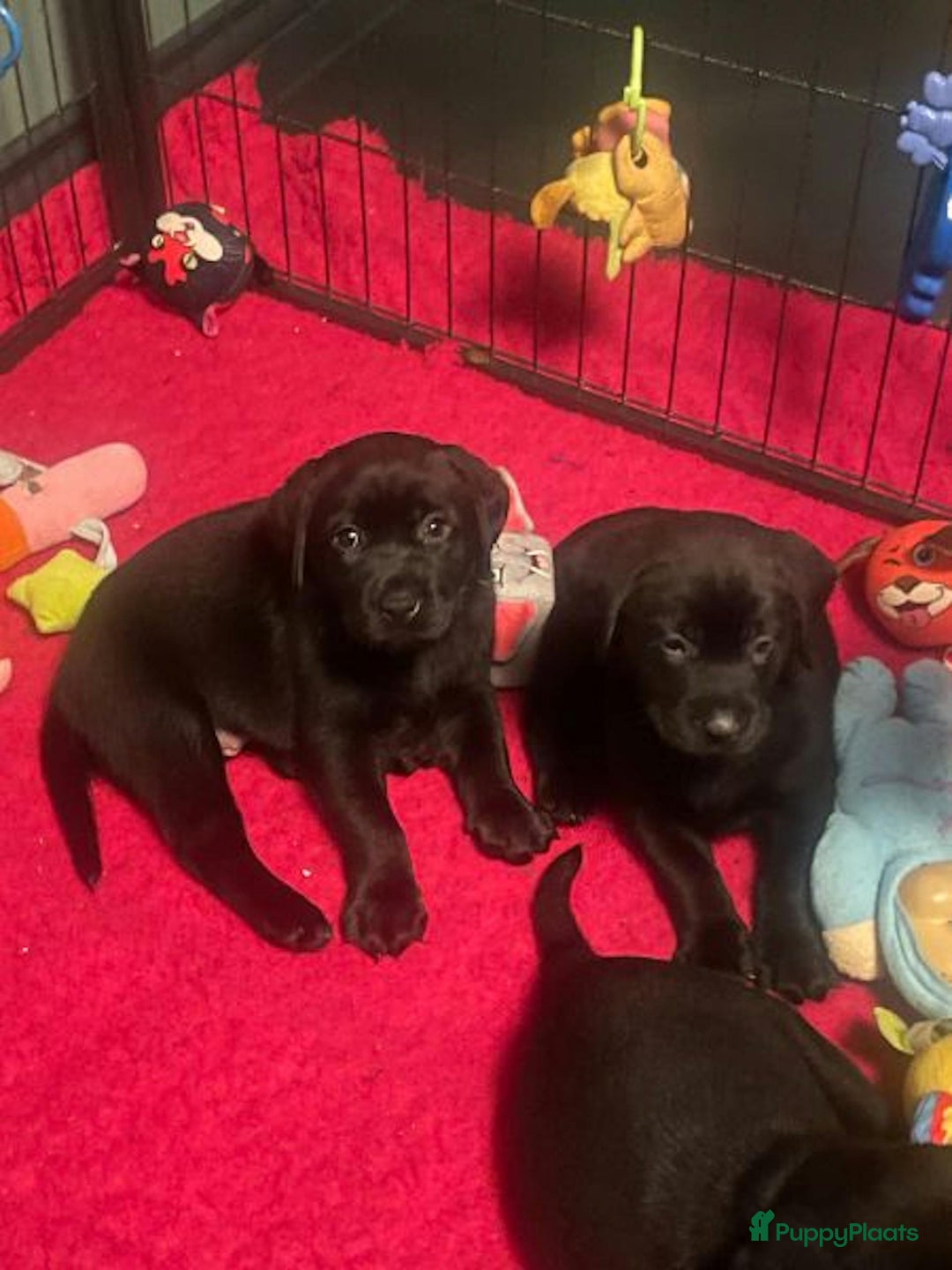 Labrador Retriever honden te koop: NEST AANKONDIGING LABRADOR PUPS - Advertentie 8