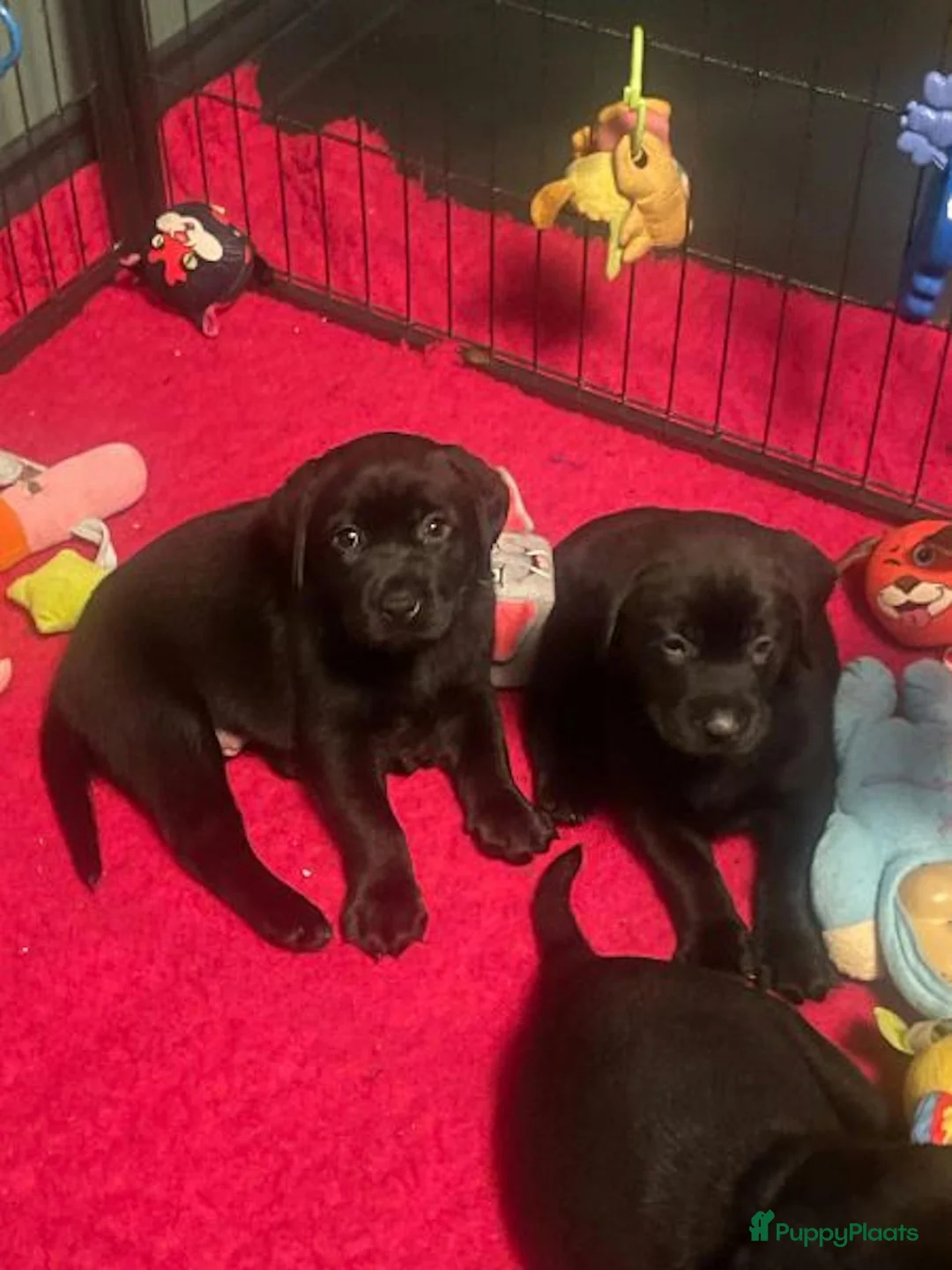 Labrador Retriever honden te koop: NEST AANKONDIGING LABRADOR PUPS - Advertentie 8