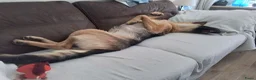 Duitse Herder honden te koop: Duitse herder reu in Zoetermeer - Advertentie 3
