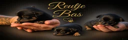 Chihuahua honden te koop: Mooie chihuahua pups - Advertentie 3