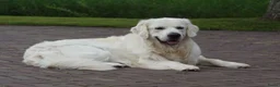 Golden Retriever honden te koop: Golden Retriever Pups met Stamboom. - Advertentie 28
