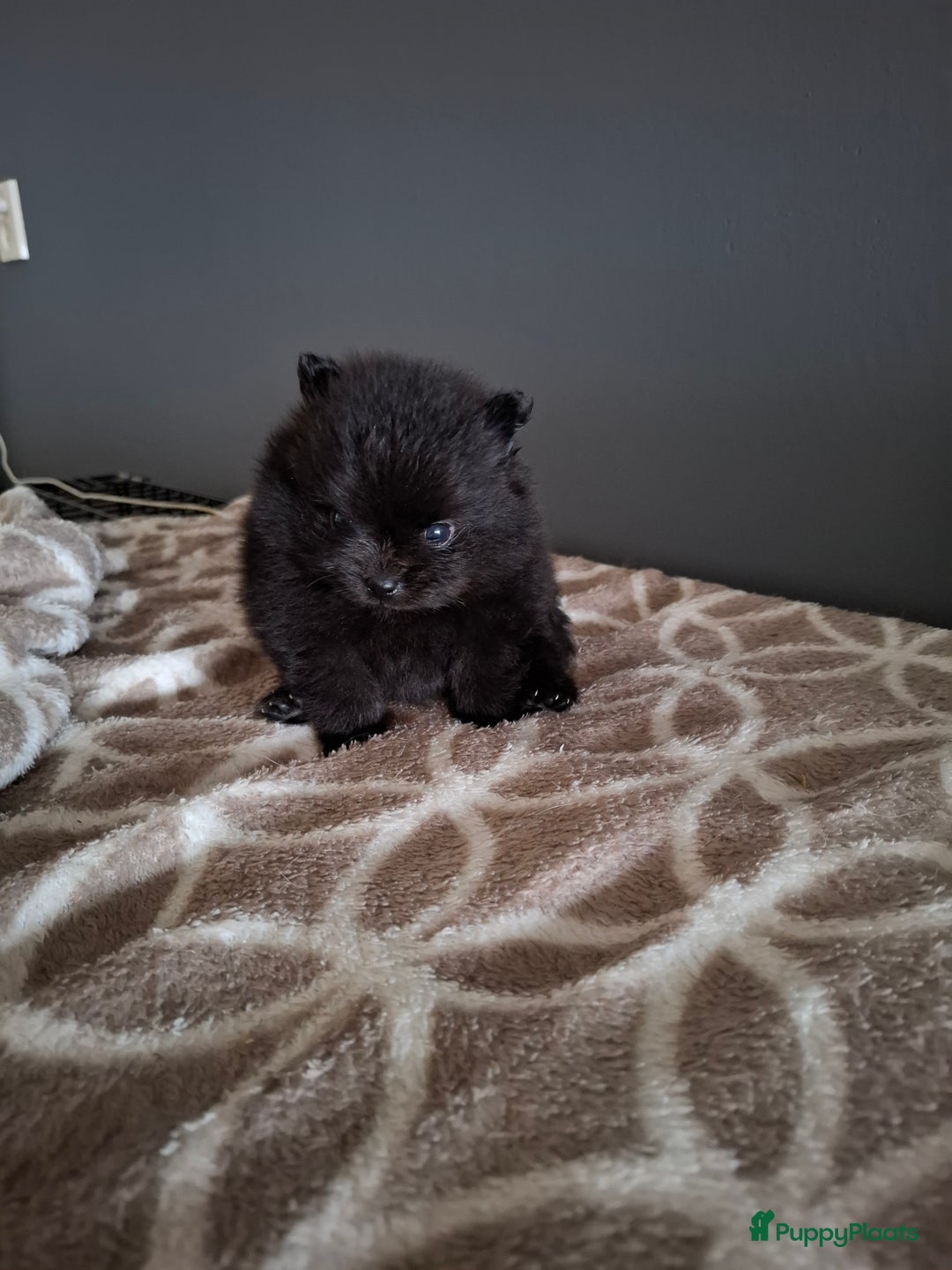 Pomeriaan honden te koop: Pomeranian pups met stamboom en geteste ouders  - Afbeelding 12