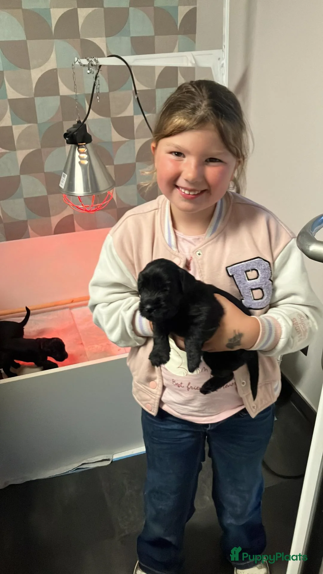 Schnauzer honden te koop: middenslag schnauzer puppy's - Advertentie 2