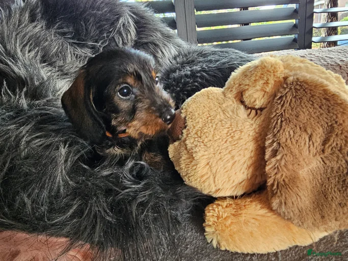 Galerij afbeelding {{count}}