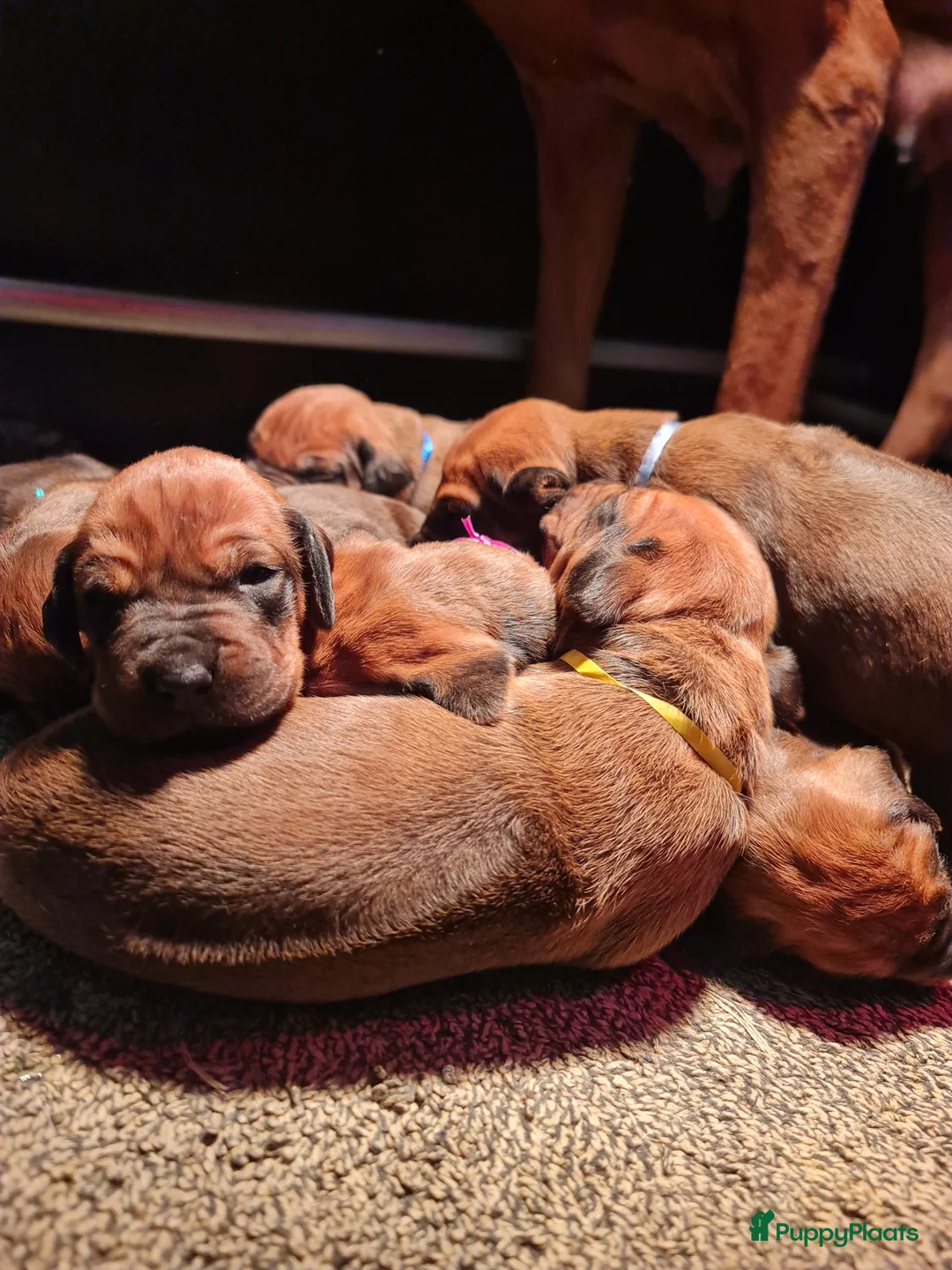 Rhodesian Ridgeback honden te koop: Rhodesian Ridgeback pups  - Advertentie 17
