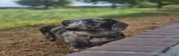 Teckel (korthaar)  honden te koop: Sweet Miniature Dachshund Puppies ❤️ - Advertentie 5
