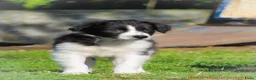 Border Collie honden te koop: Enthousiaste border collie x friese stabij pups  - Advertentie 9