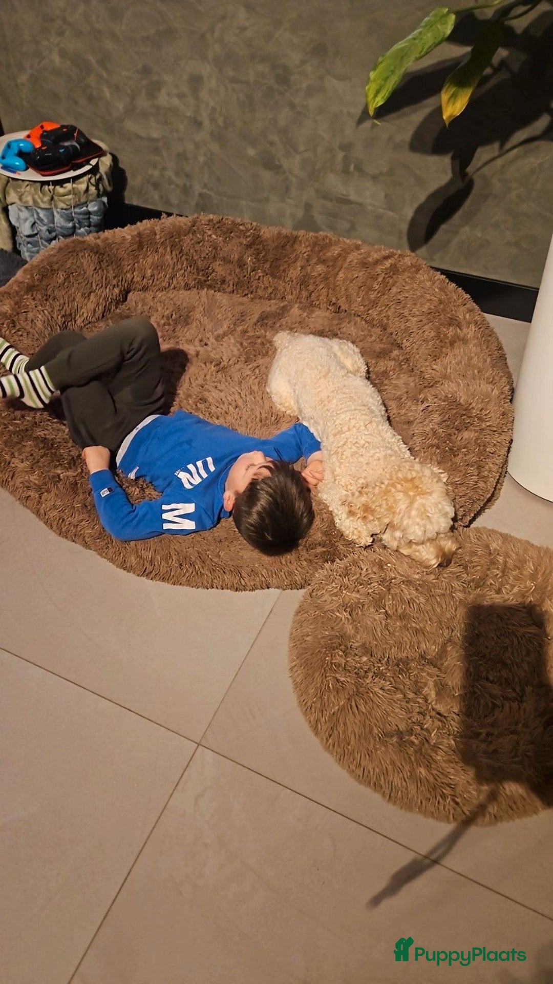 Labradoodle honden te koop: Prachtige labradoodle pups te koop  - Advertentie 8