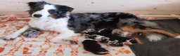 Australian Shepherd honden te koop: Australian Shepherd reutje met stamboom - Advertentie 6