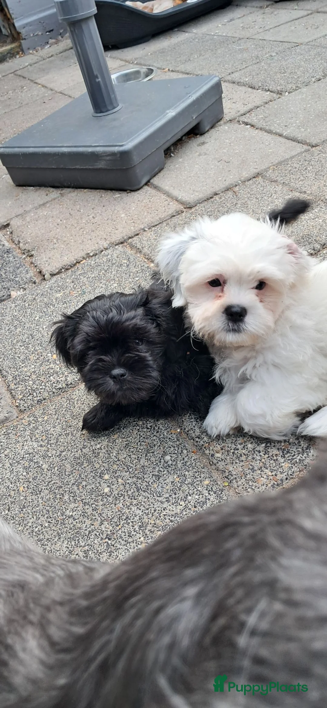 Malshi honden te koop: Ons Eerste nestje Maltezer x Shitzu  - Advertentie 2
