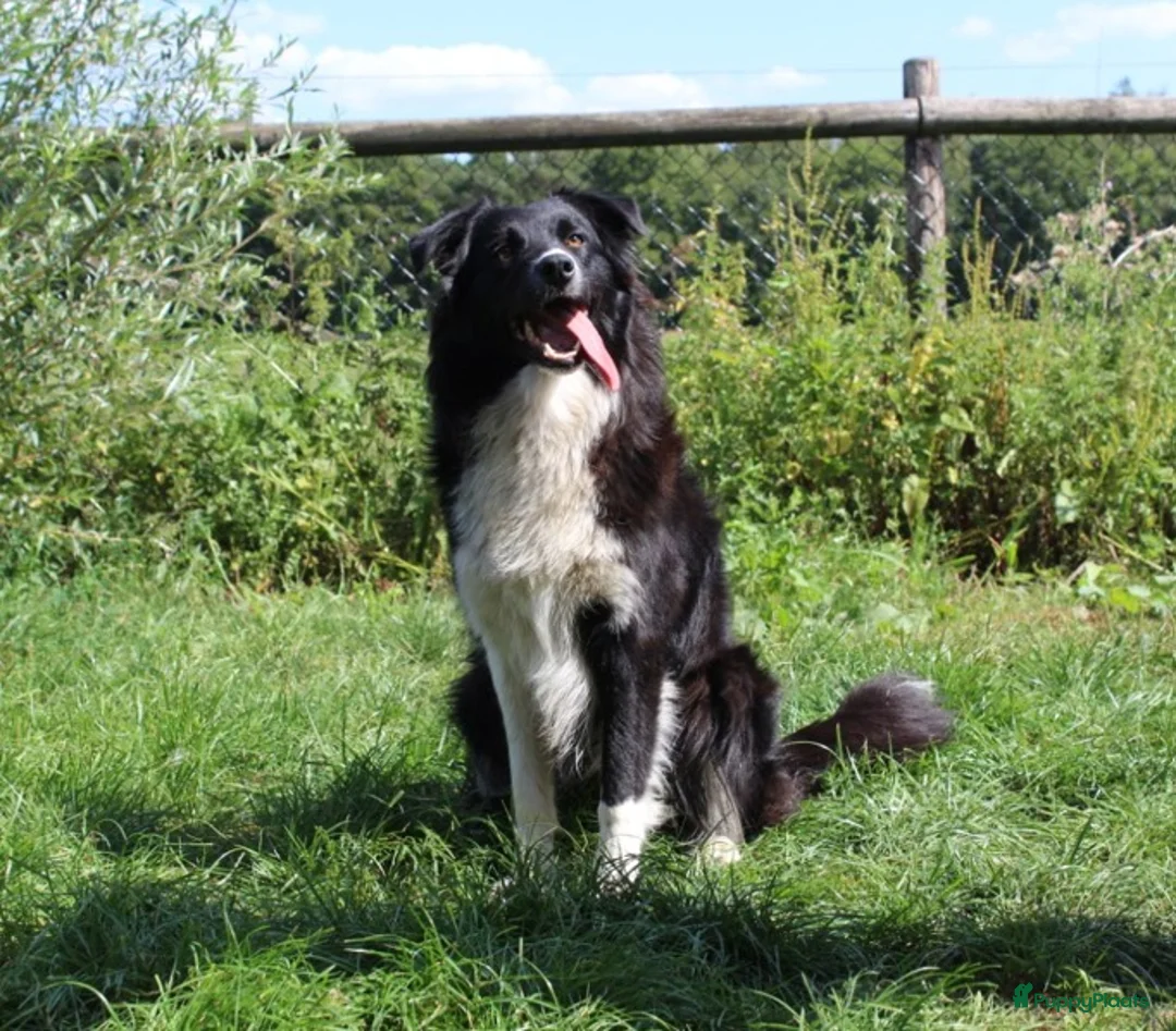 Australian Shepherd honden te koop: Raszuivere Australian shepherd pups te koop - Advertentie 3