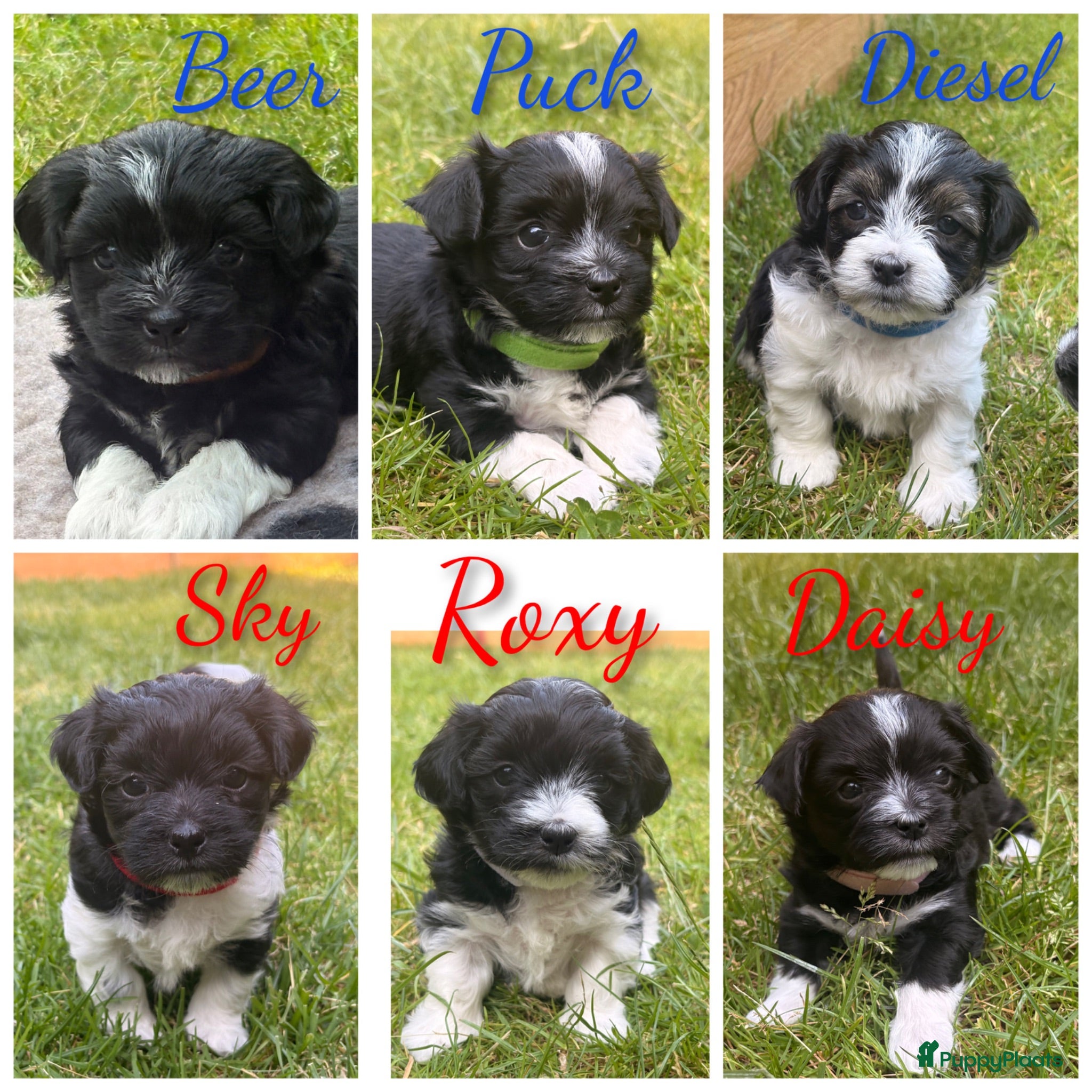 Kruising honden Schatjes van Boomerpups te koop - Advertentie 10