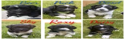 Kruising honden te koop: Schatjes van Boomerpups te koop - Advertentie 1
