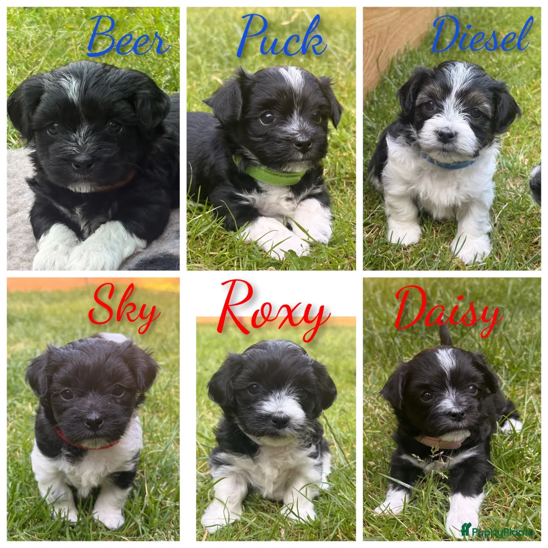 Kruising honden te koop: Schatjes van Boomerpups te koop - Advertentie 1