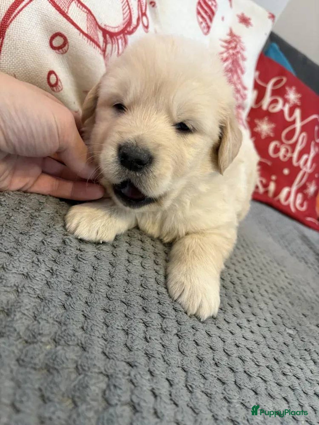 Golden Retriever honden te koop: Golden Retriever pups te koop - Advertentie 3