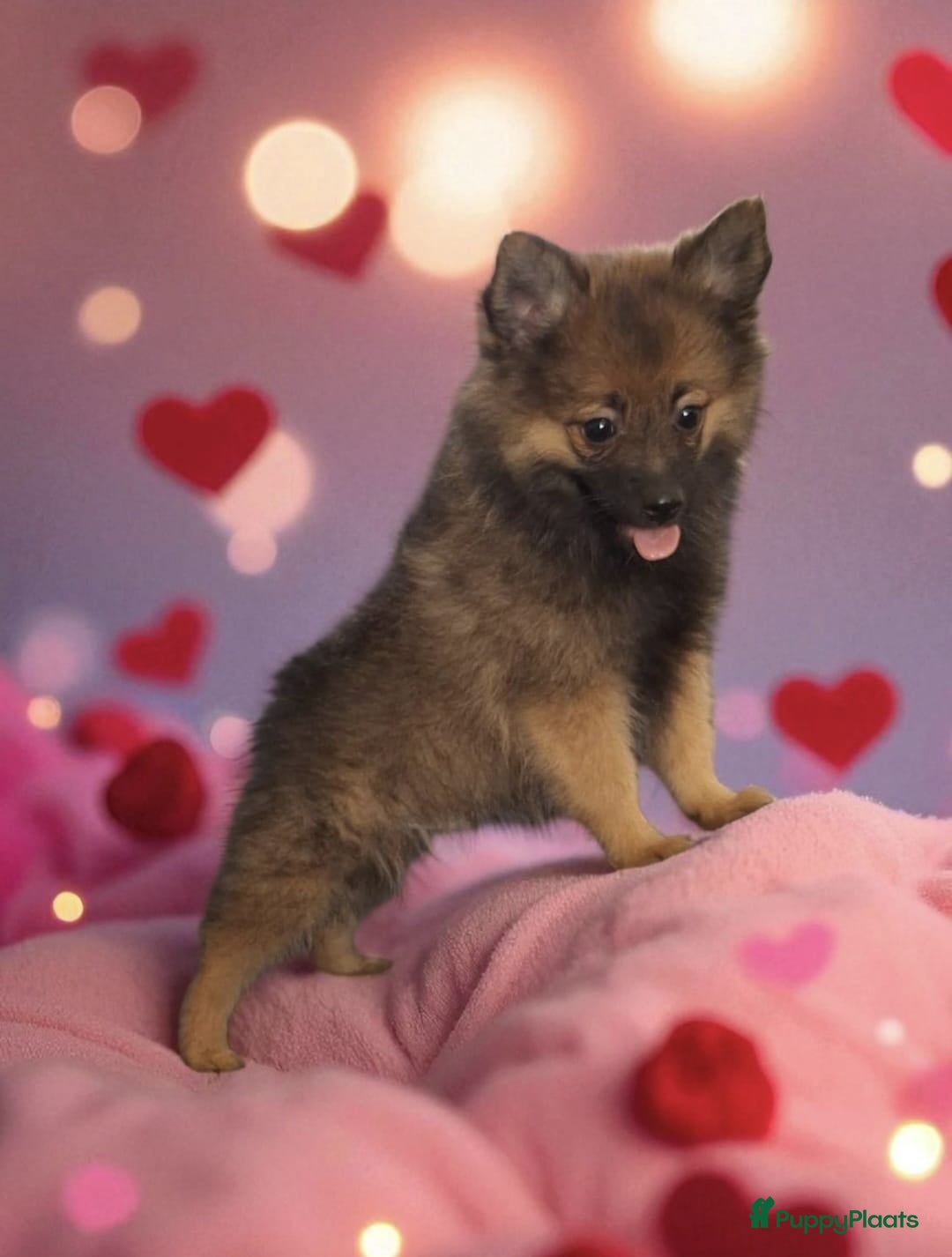 Pomeriaan honden te koop: Mooie pomeriaan pups ook ,peach en merle - Afbeelding 3