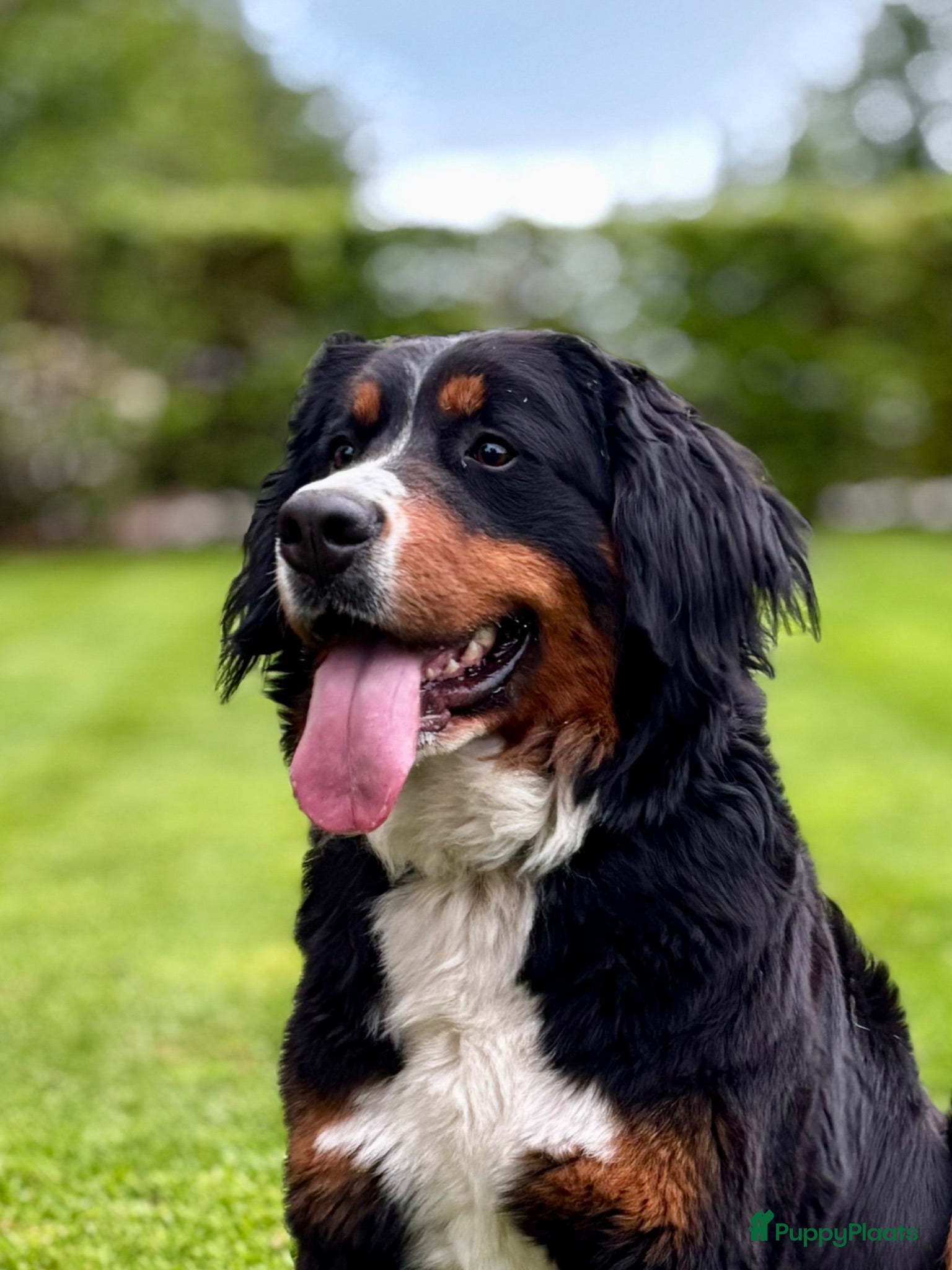 Berner Sennenhond honden Prachtige Berner Sennenpups met stamboom - Advertentie 1