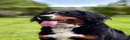 Berner Sennenhond honden te koop: Prachtige Berner Sennenpups met stamboom - Advertentie 1