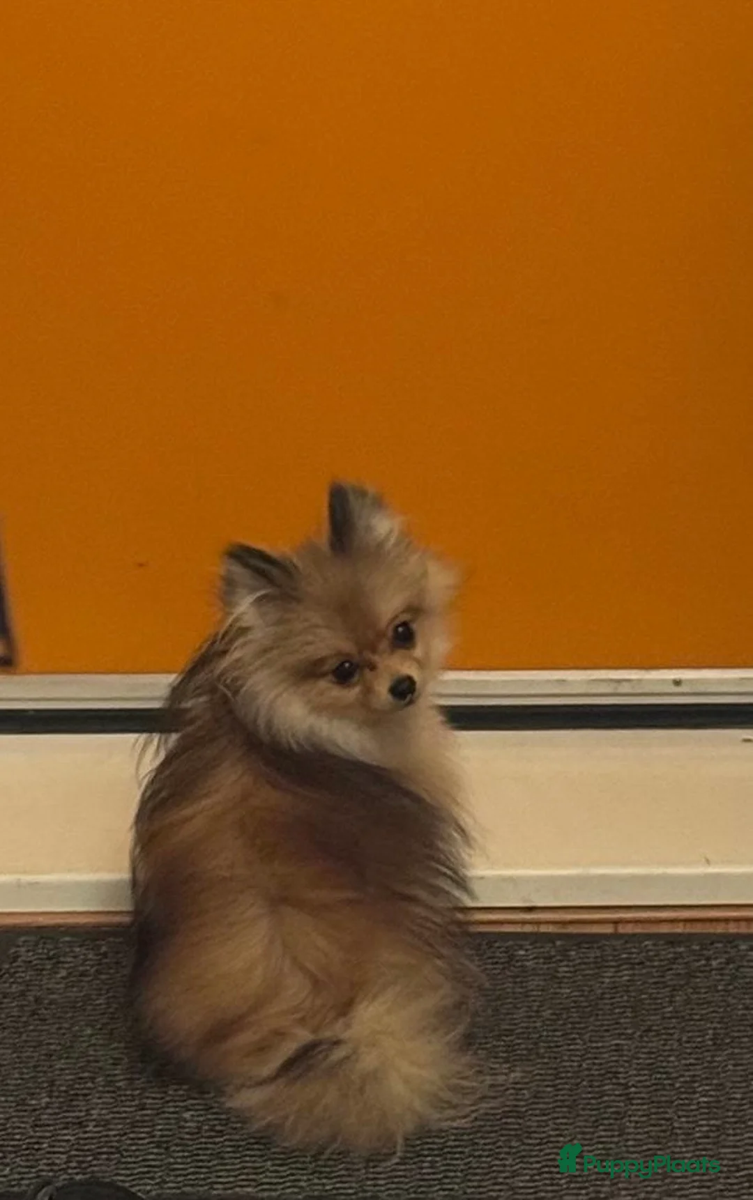 Pomeriaan honden te koop: 2 pomeriaan reutjes te koop - Advertentie 7