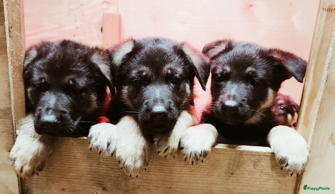 Duitse Herder honden te koop: Prachtige Duitse herder pups * mogen vd week weg * - Advertentie 7