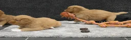 Nova Scotia Duck Tolling Retriever honden te koop: Nova Scotia Duck Tolling Retriever pups # Toller - Advertentie 15