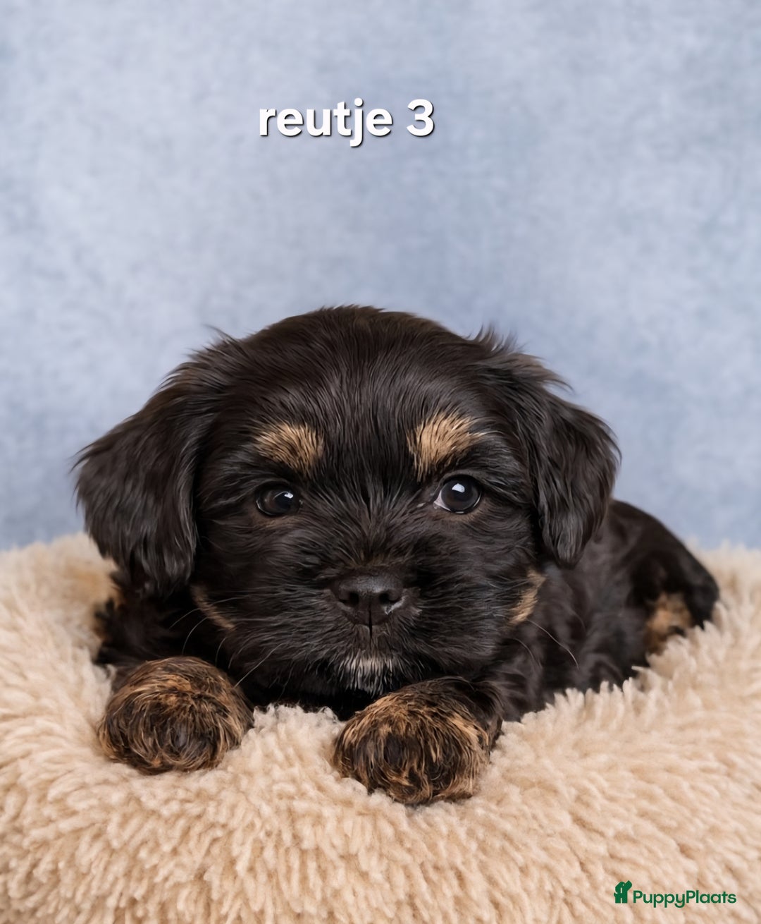 Kruising honden te koop: Mooie gezonde boomer pups.Maltezer maal Shih tzu  - Advertentie 7