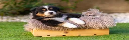Australian Shepherd honden te koop: Nog 2 Australian Shepherd reutjes beschikbaar - Advertentie 5