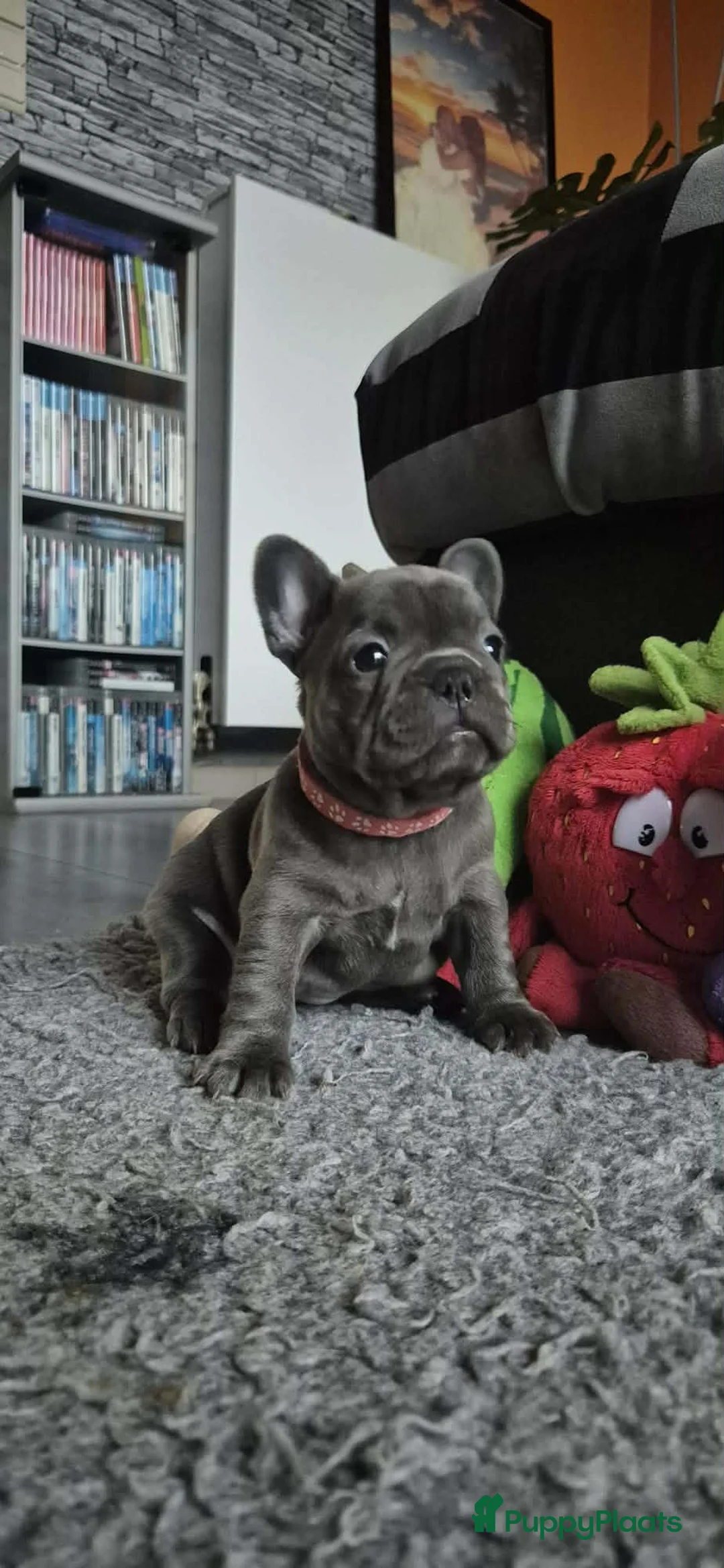 Franse Bulldog honden te koop:  Prachtige Blauwe Bulldog puppy’s thuisnestje - Advertentie 8