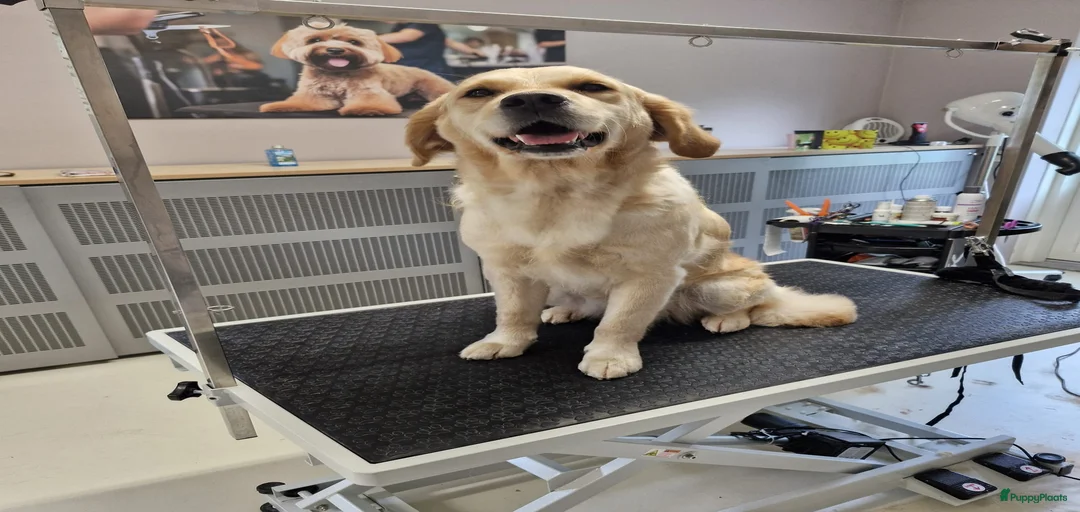 Galerij afbeelding {{count}}