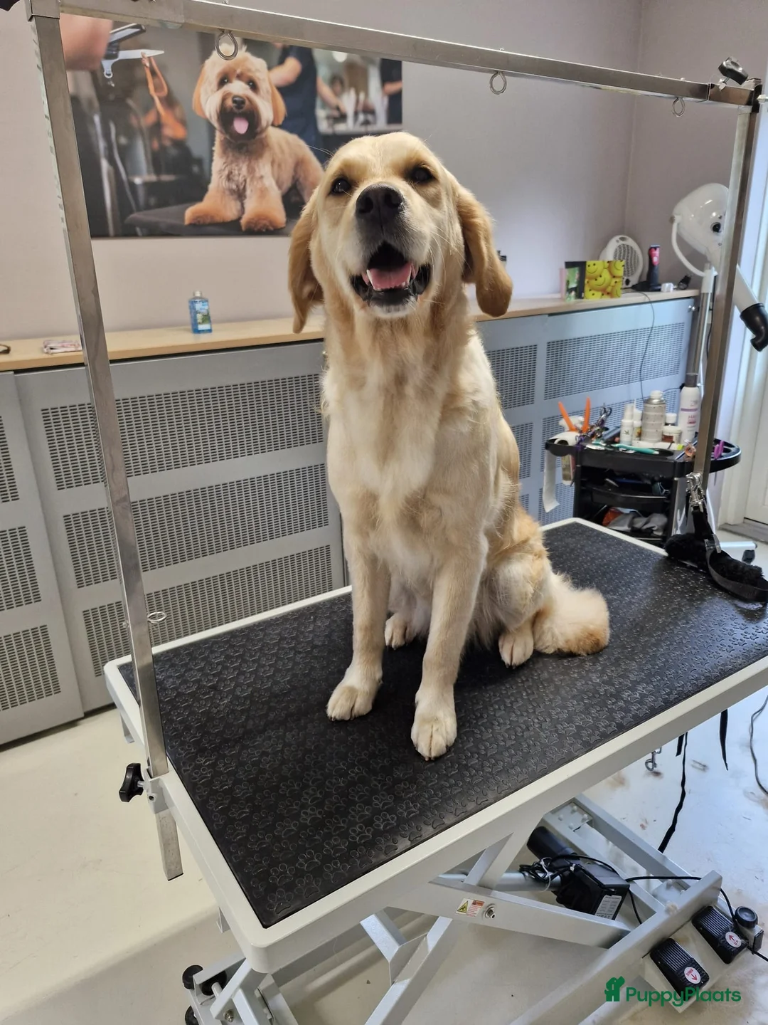 Galerij afbeelding {{count}}