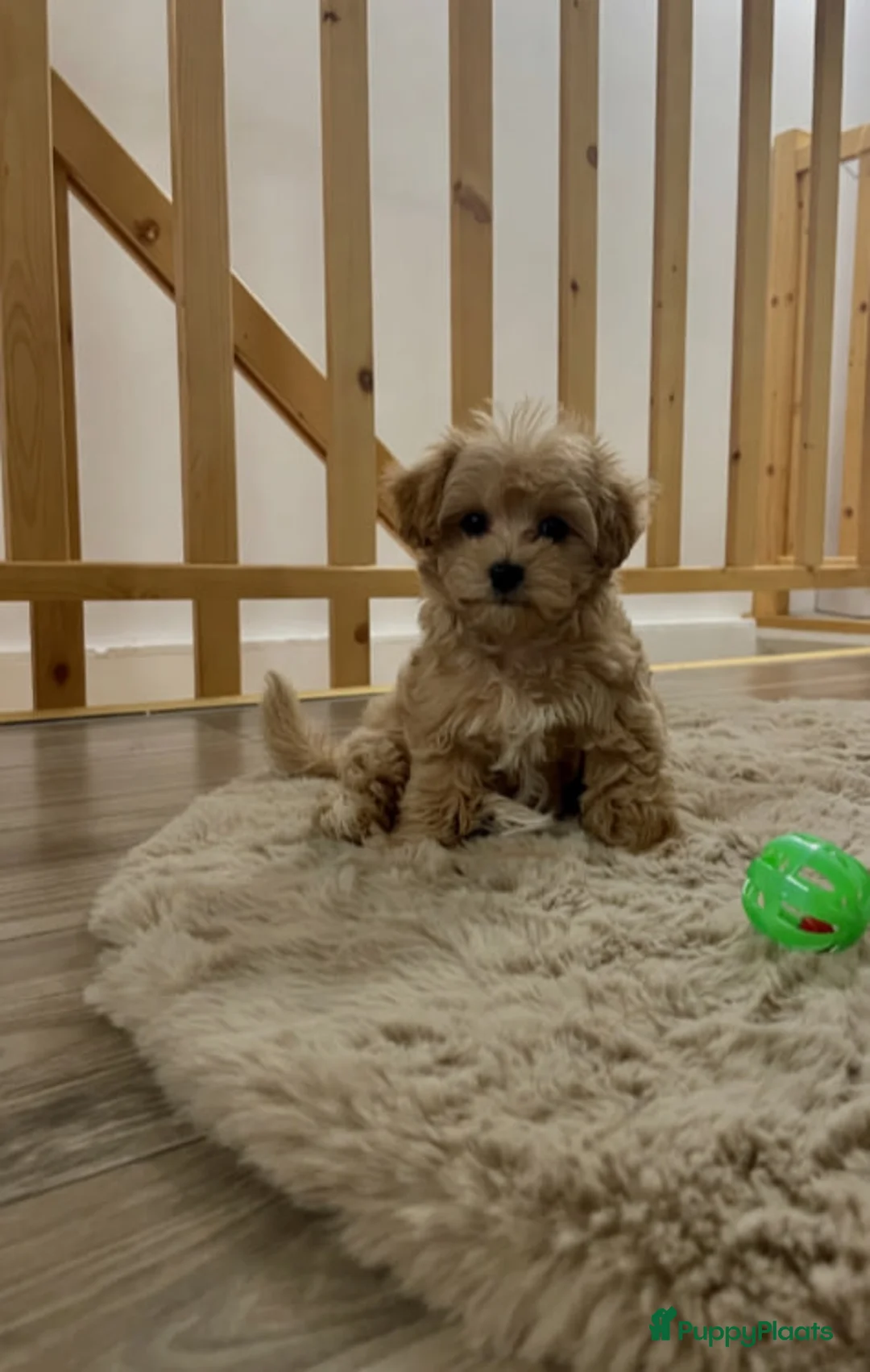 Maltipoo honden te koop: Maltipoo pupjes  - Advertentie 2