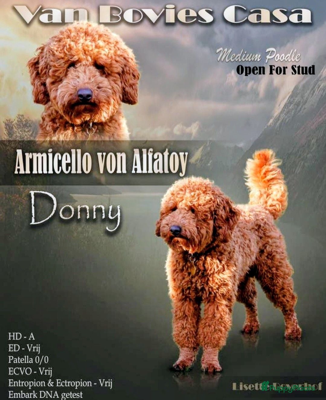 Poedel honden Prachtige sociale zwarte poedel pups - Advertentie 2