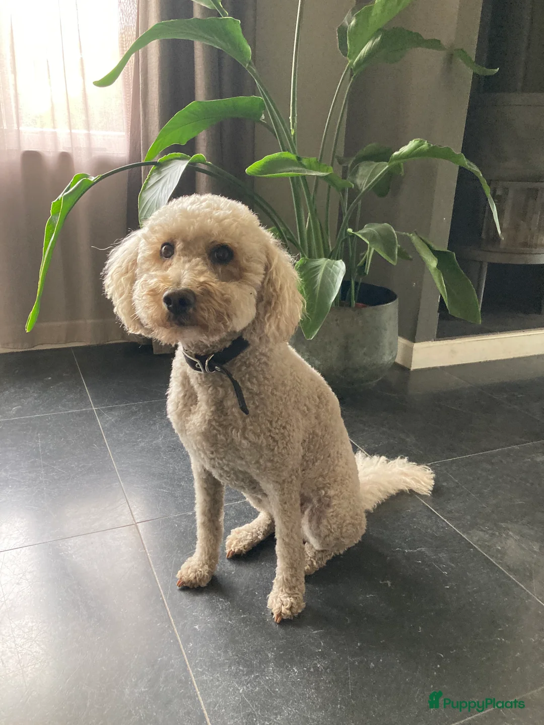 Labradoodle honden te koop: Vooraankondiging labradoodle puppy’s - Advertentie 4