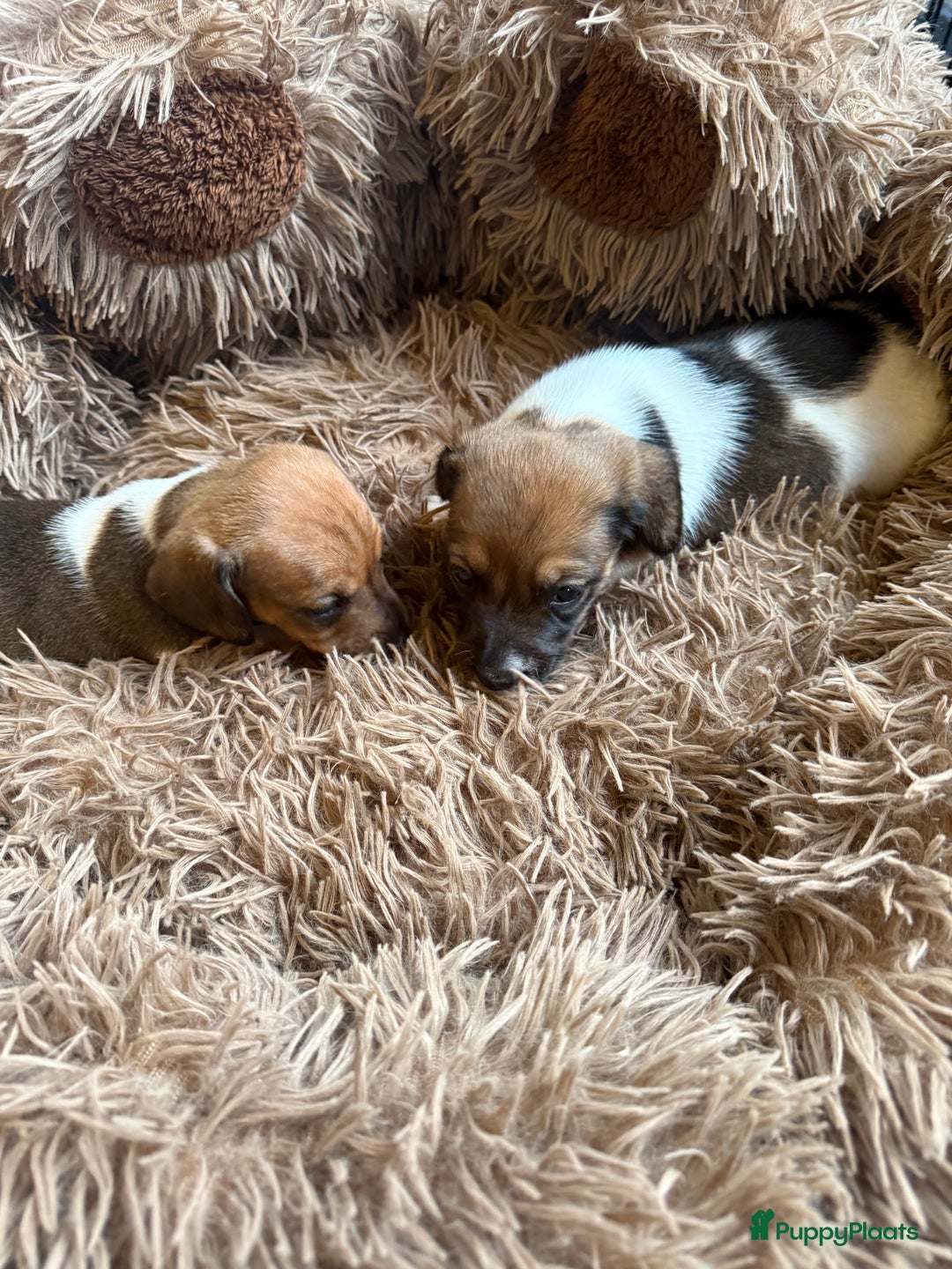 Teckel (korthaar)  honden te koop: Piebald dwergteckel pups - Advertentie 20