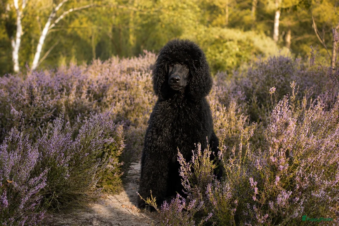 Poedel honden ter dekking: Grote poedel dekreu  - Advertentie 16