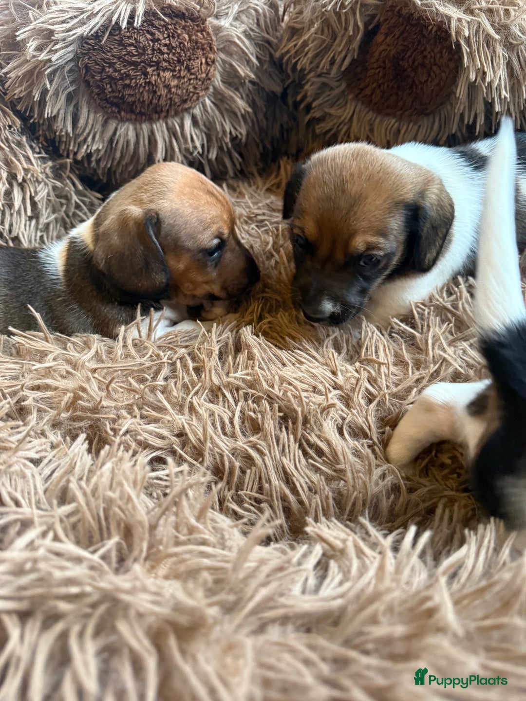 Teckel (korthaar)  honden te koop: Piebald dwergteckel pups - Advertentie 15